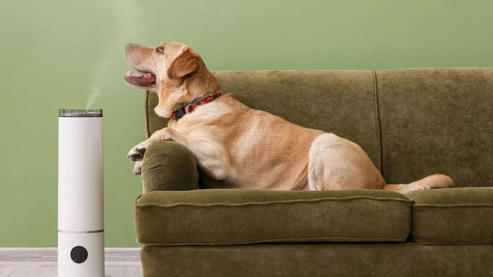 Proper Home Ventilation for Dog Owners: 7 Essential Tips