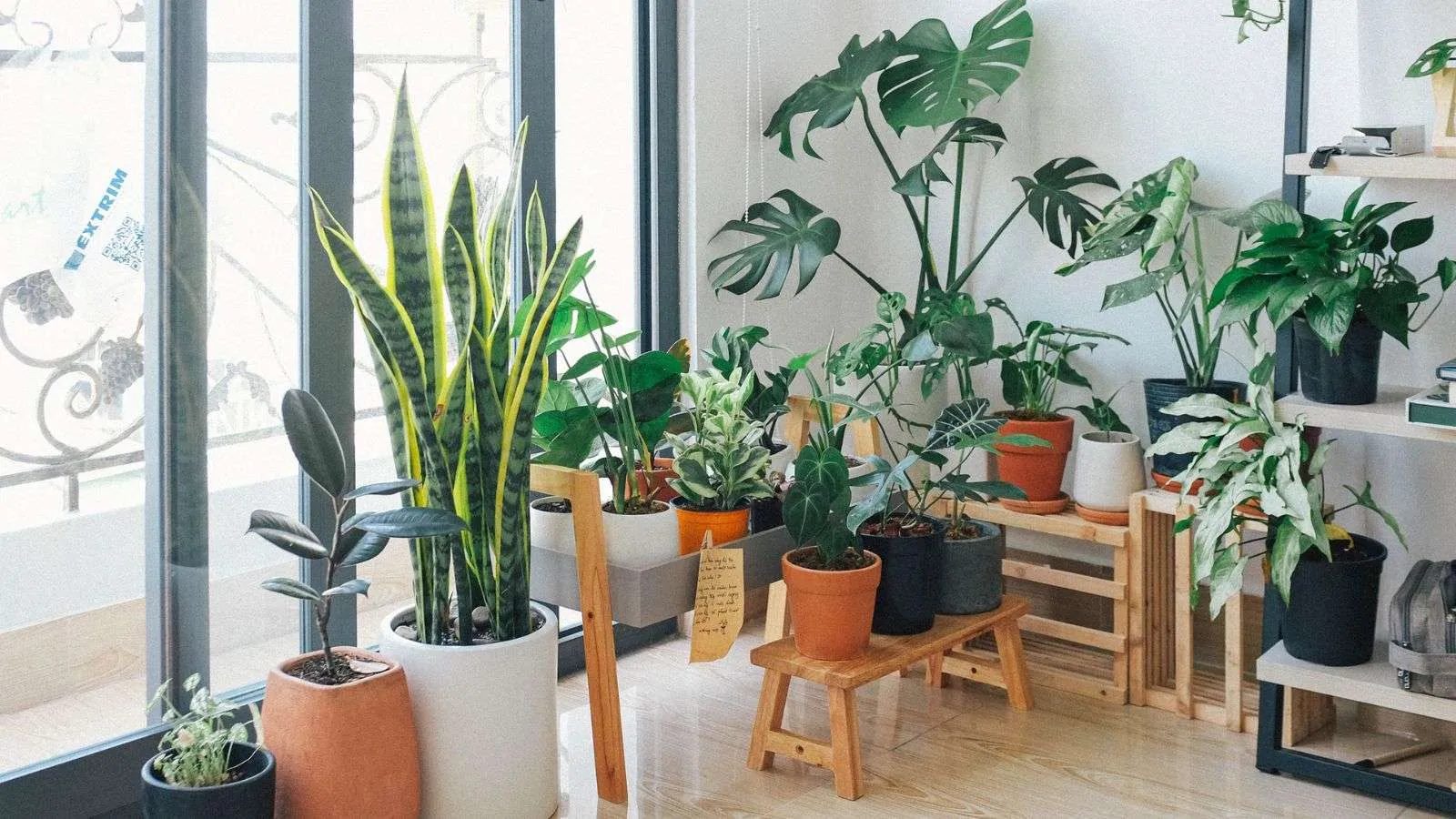 10 Best Air Purifying Plants for Clean Air in Texas Home