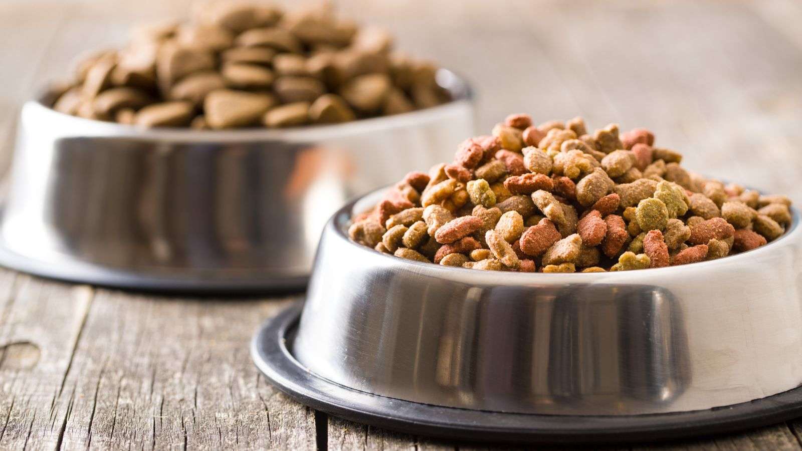 Challenges in Keeping Pet Food Safe from Roaches: 8 Hurdles for Pet Owners