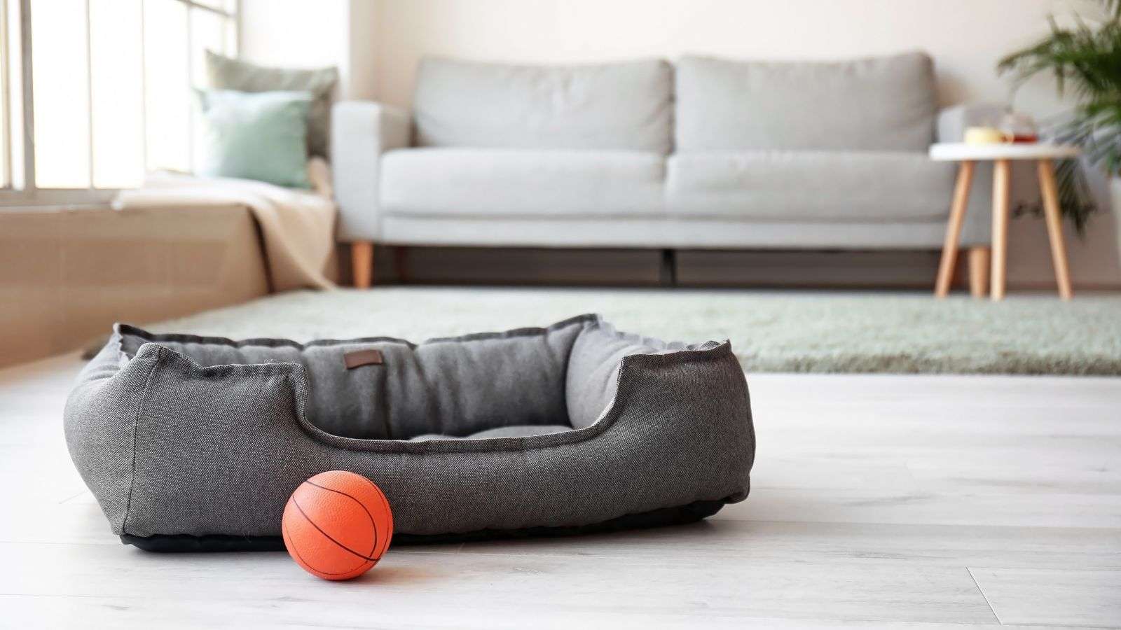 Damage to Pet Bedding by Roaches: 7 Vital Details Pet Owners Must Know
