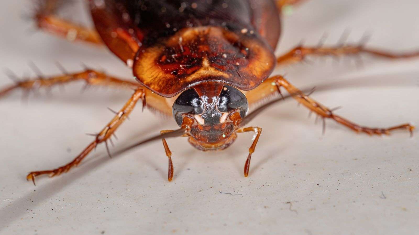 Recurrent Roach Infestations: Effective Methods to Halt the Cycle
