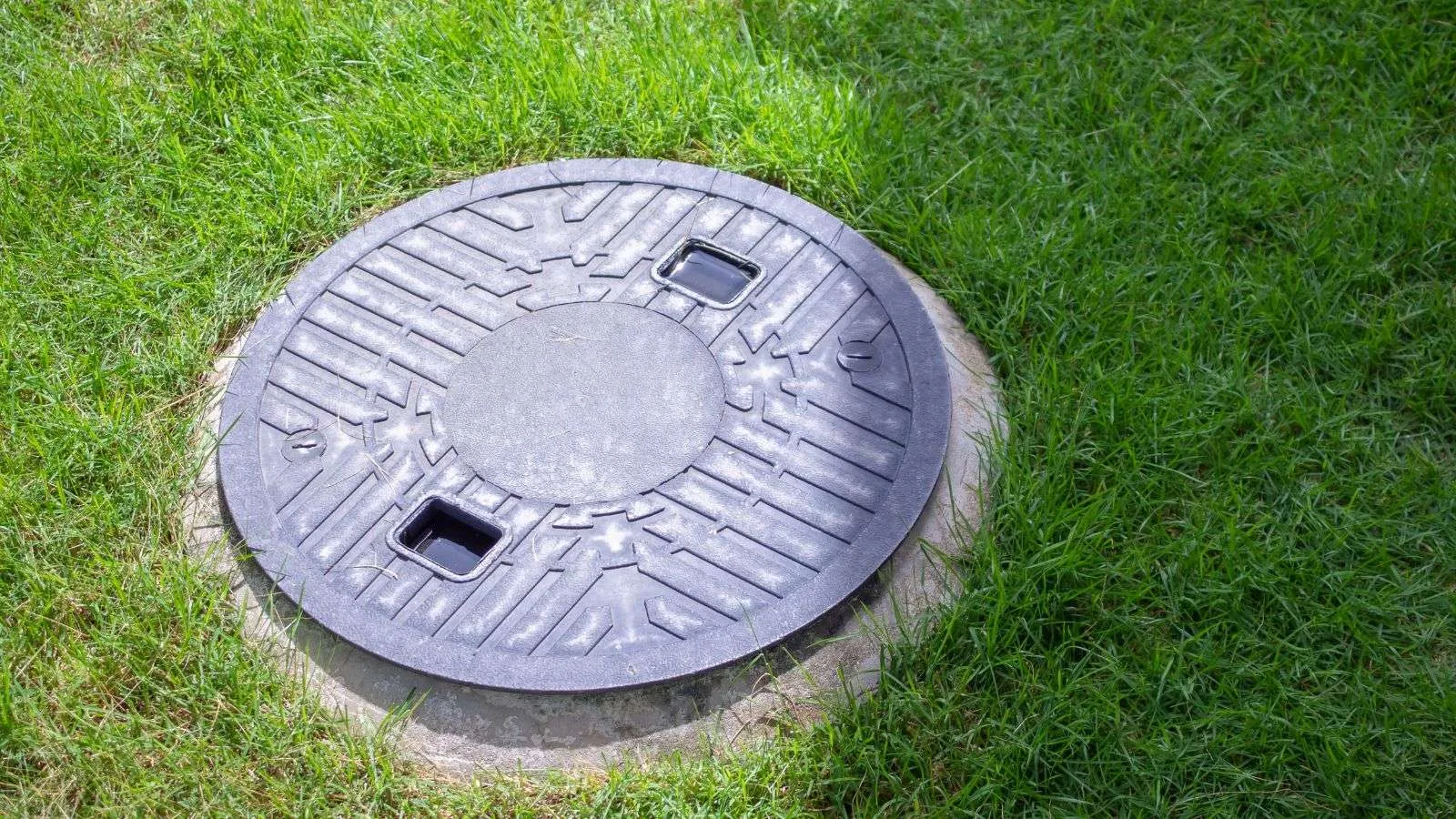 roaches in sewage systems - bighomeprojects.com