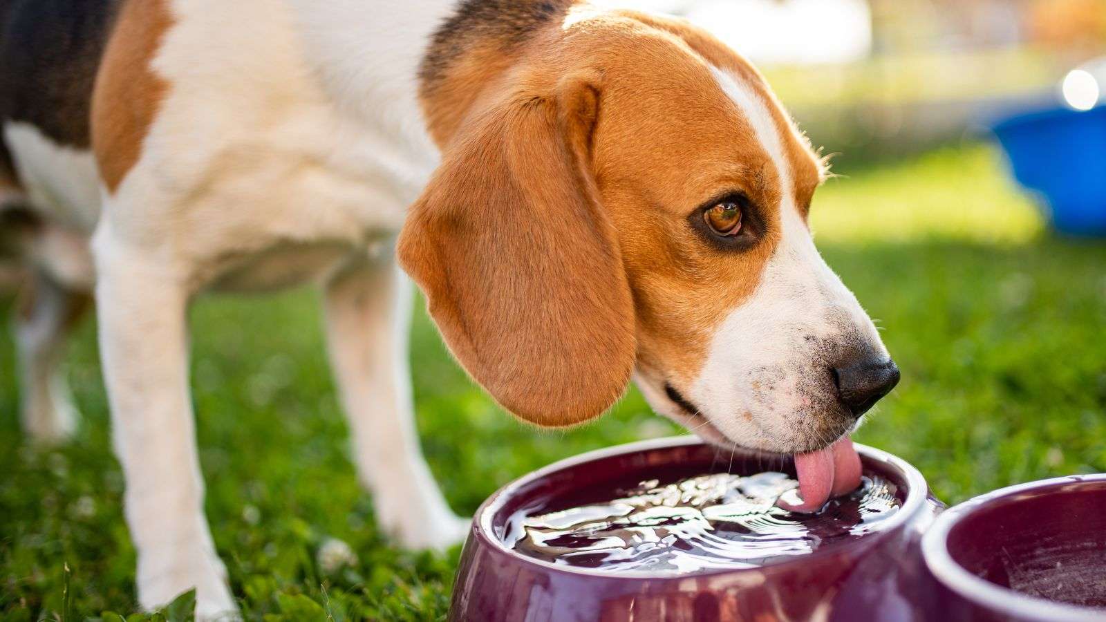 Roaches in Outdoor Pet Bowls: 11 Reliable Ways of Protection