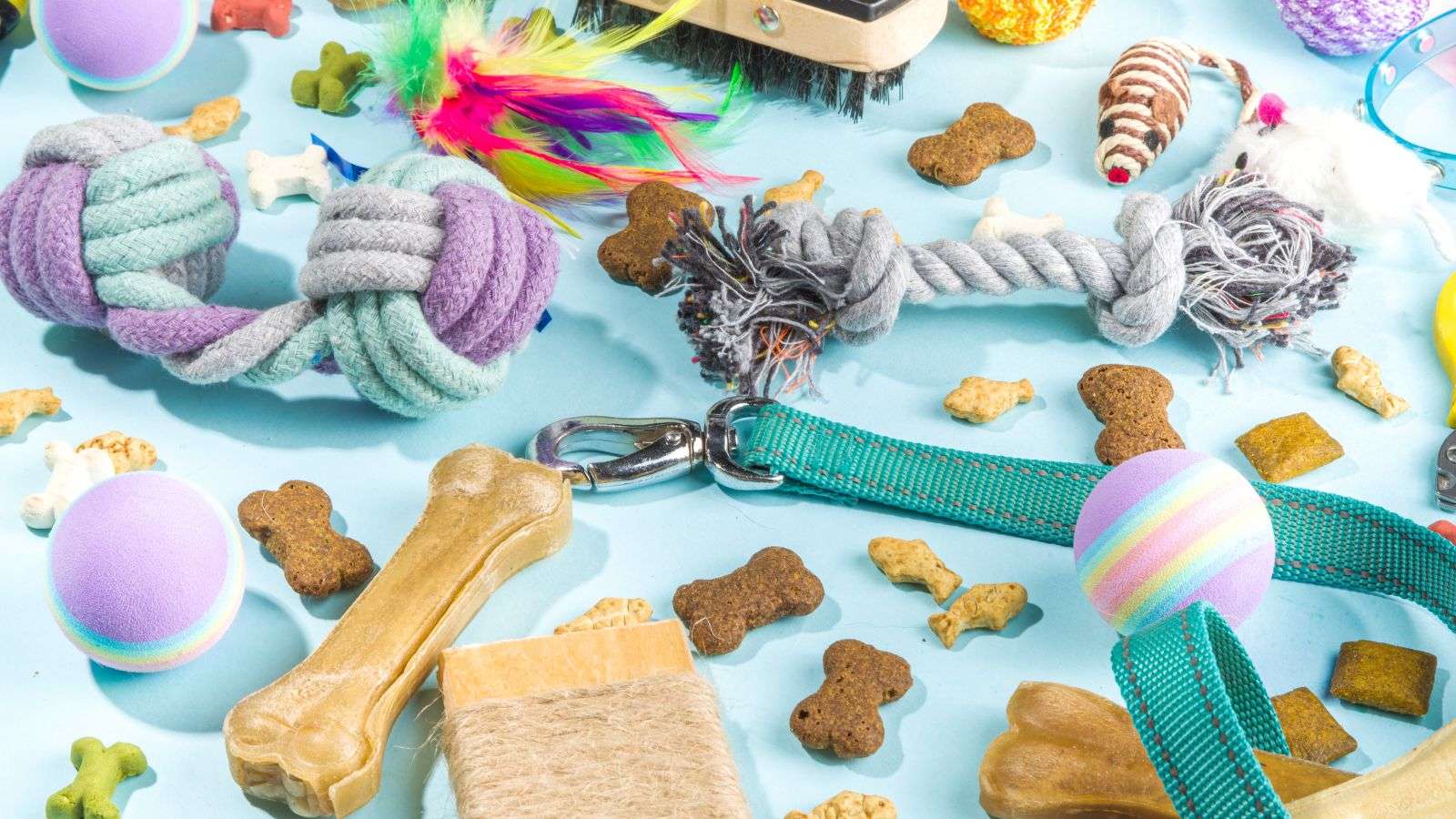 Roach Contamination of Unused Pet Accessories: 11 Essential Tips on Prevention and Cleanliness