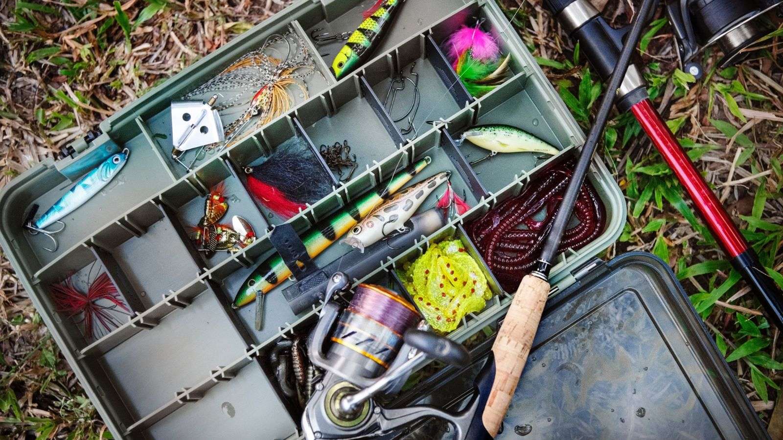 Roach Damage to Stored Fishing Gear: 11 Practical Steps Towards Protection