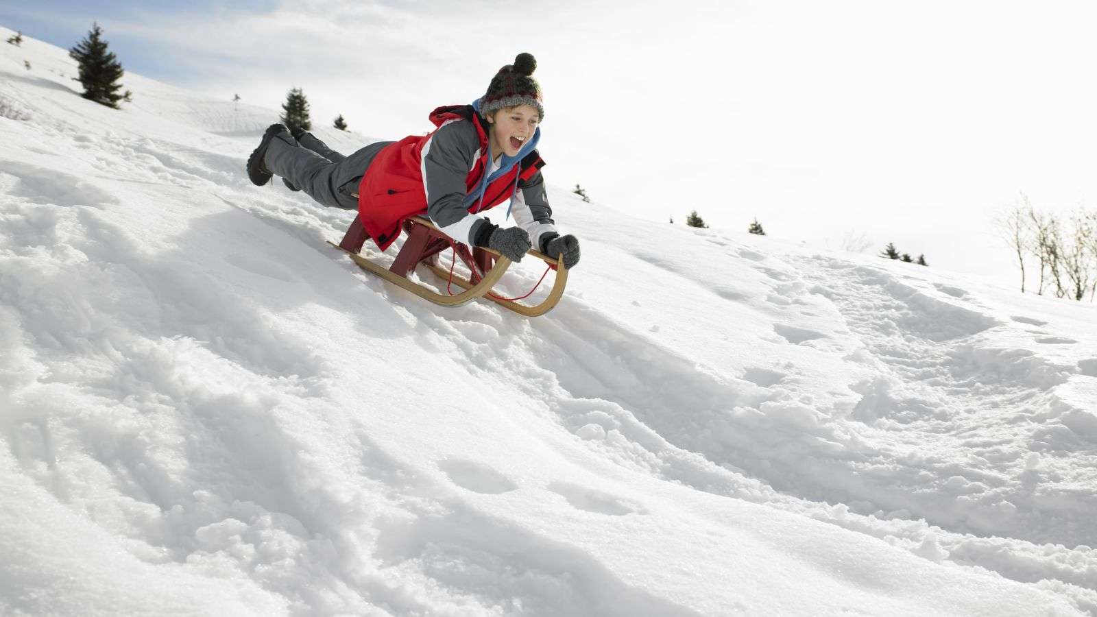 Roach Damage to Stored Sleds: 11 Steps for Detection, Prevention and Rectification