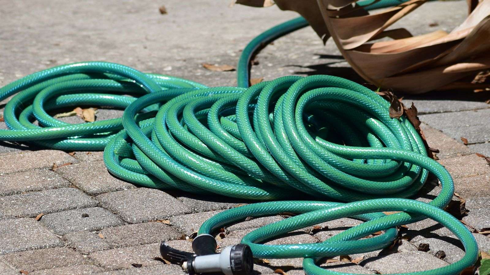 roach in water hoses - bighomeprojects.com