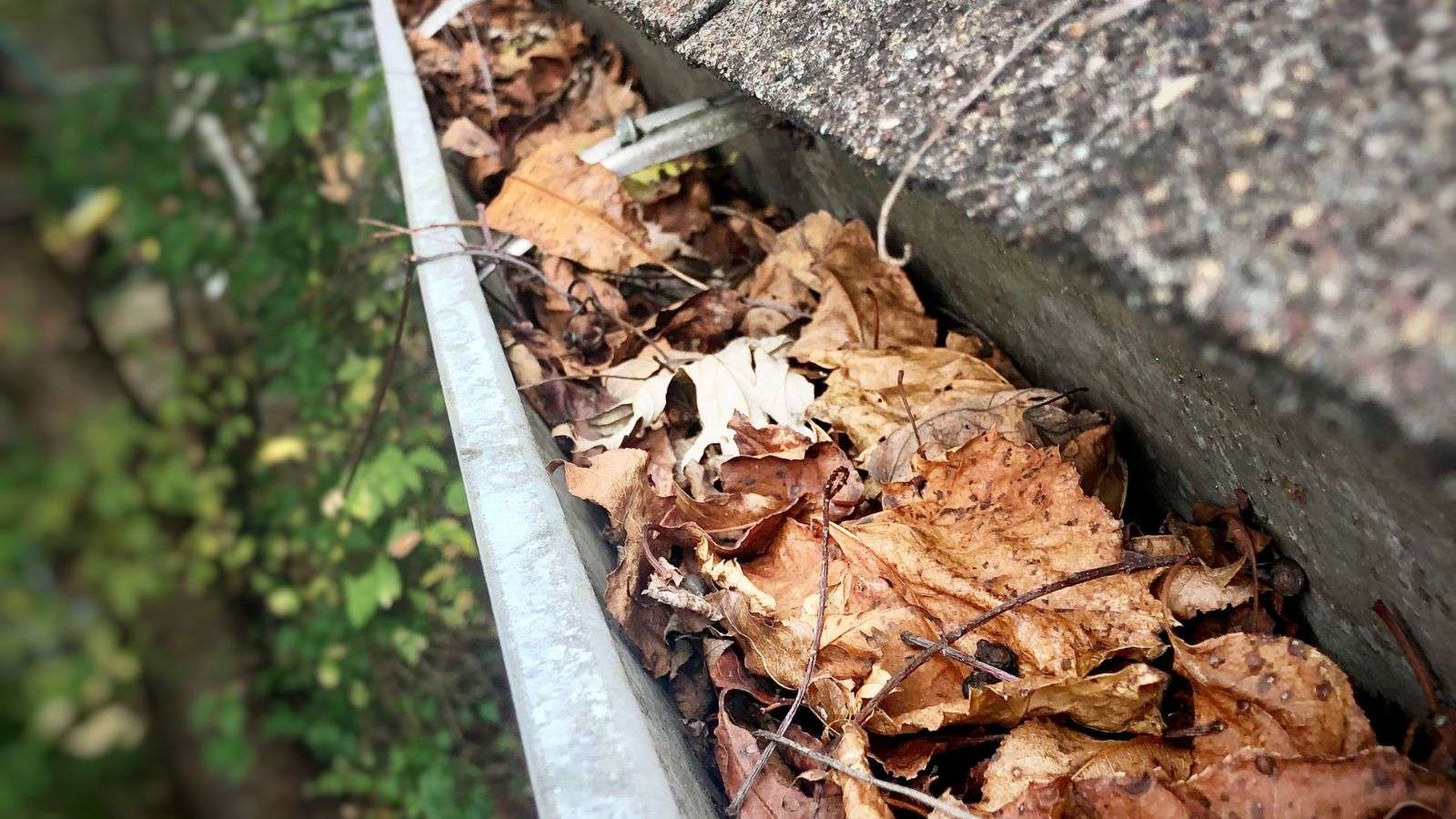 roaches in gutters - bighomeprojects.com