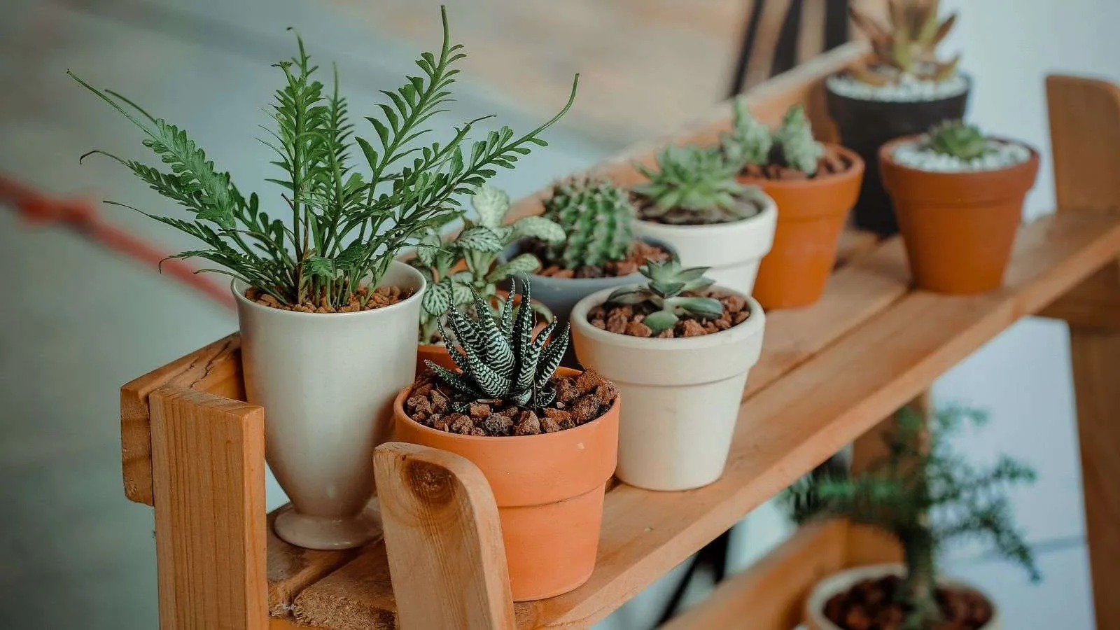 roaches in neglected potted plants - bighomeprojects.com
