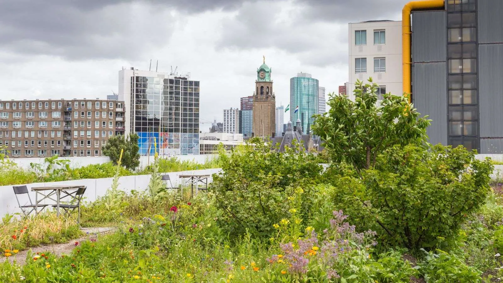 vegetation overgrowth on roofs - bighomeprojects.com