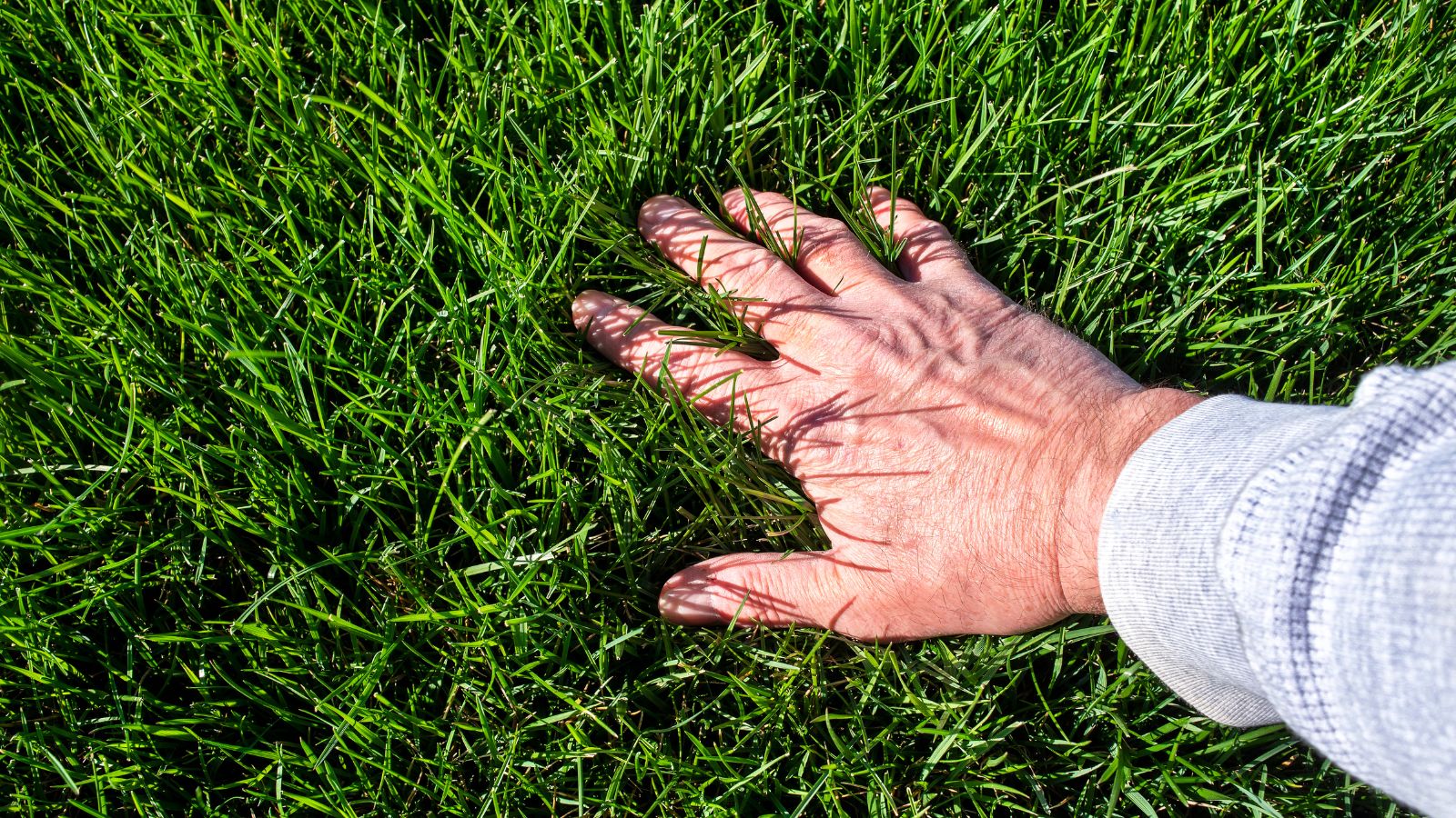 Can a Landscaper Help Me Choose a Lawn Substitute? 5 Alternative Solutions for Traditional Grass Lawns