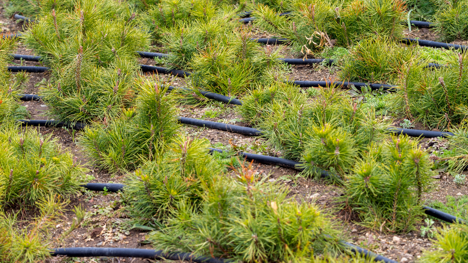 Can a Water-Saving Irrigation System Be Part of the Landscape Design? 5 Essential Considerations for Seamlessly Integrating Efficiency Into Aesthetics
