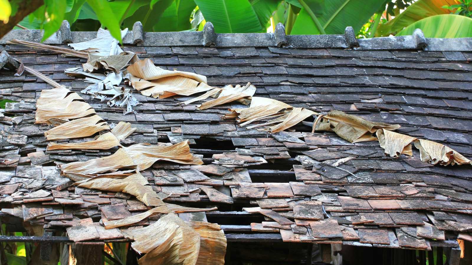 protecting roofs from damage and depreciation due to trees - bighomeprojects.com