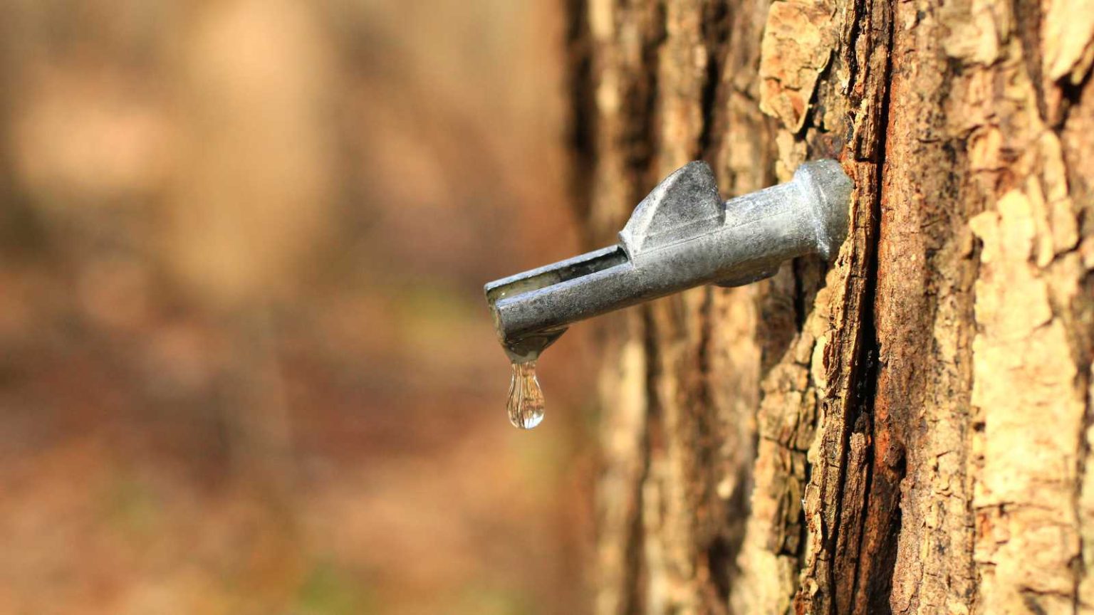 The Influence of Tree Sap on Roof Lifspan 5 Ways Tree Sap Can Impact