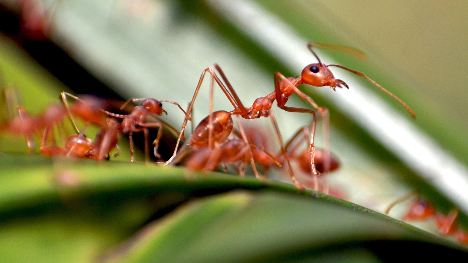 ant almost standing as if smelling something