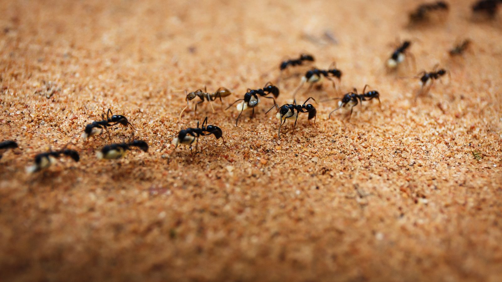 ants crawling and carrying babies