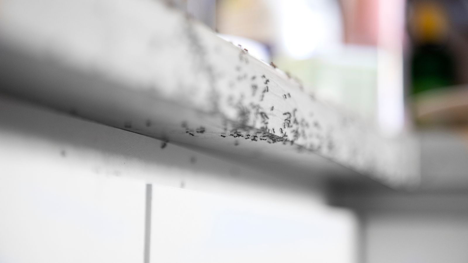 ants crawling under the tabletop or counter