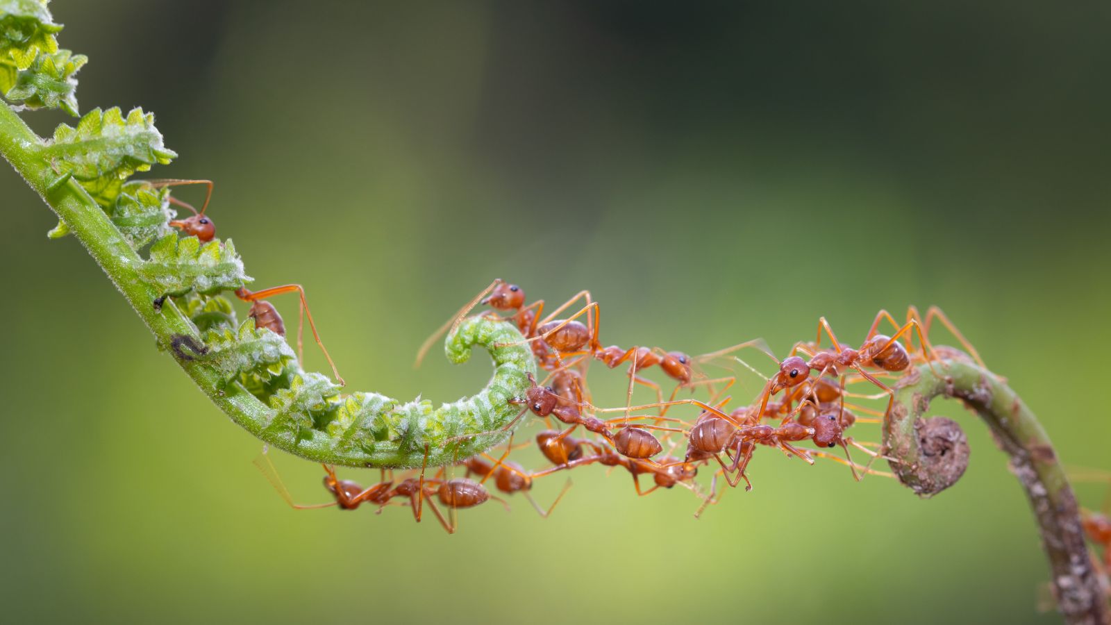 ants creating a bridge using their own bodies