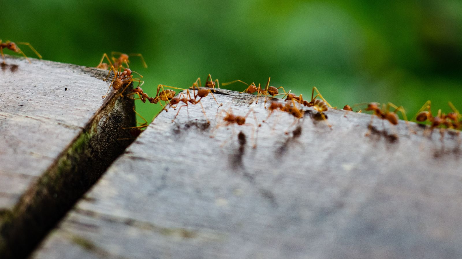 5 Ways Ants Use Scent to Navigate and Explore Their World