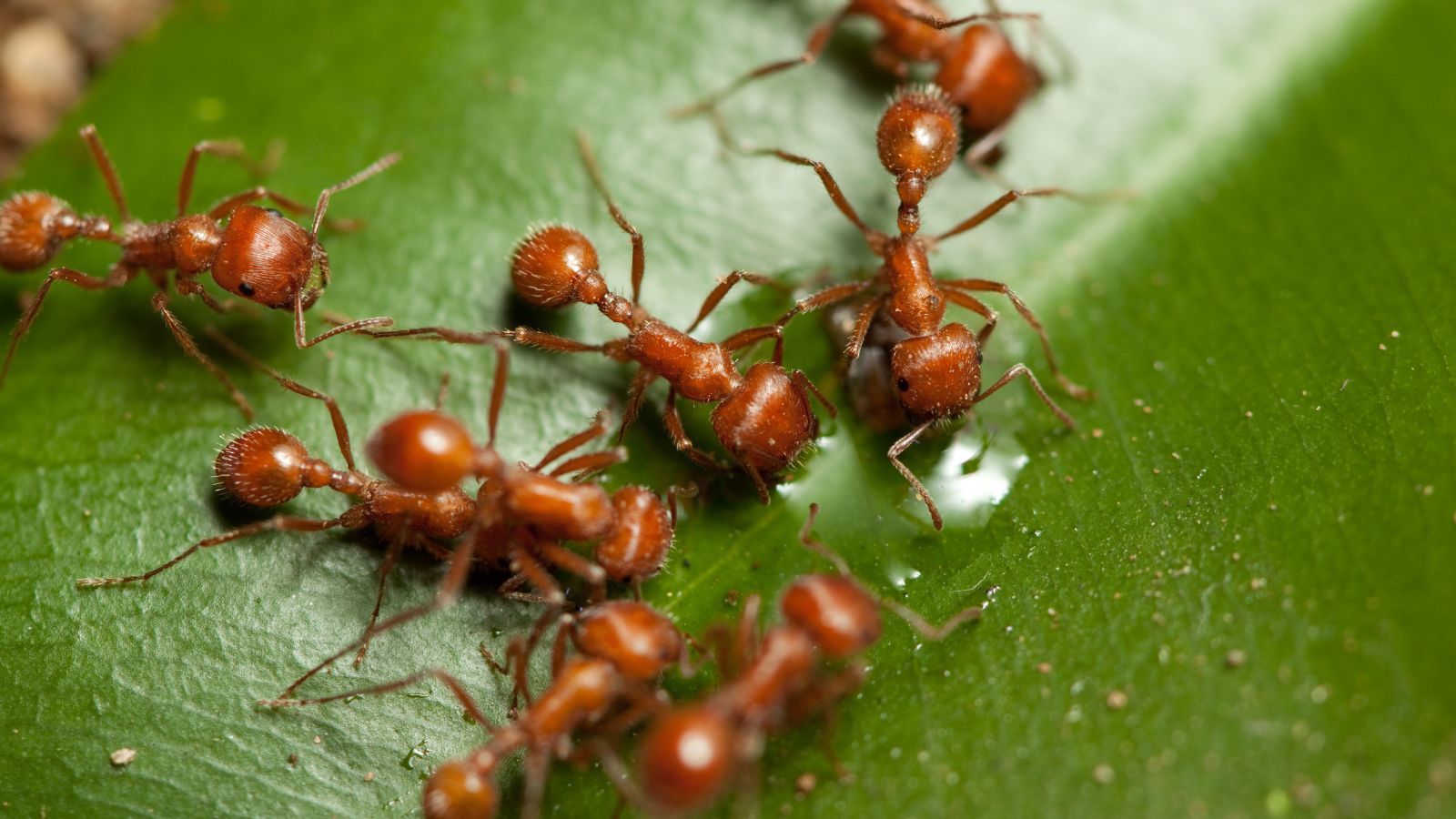 10 Ways Ants Adapt to Compete with Rival Insects