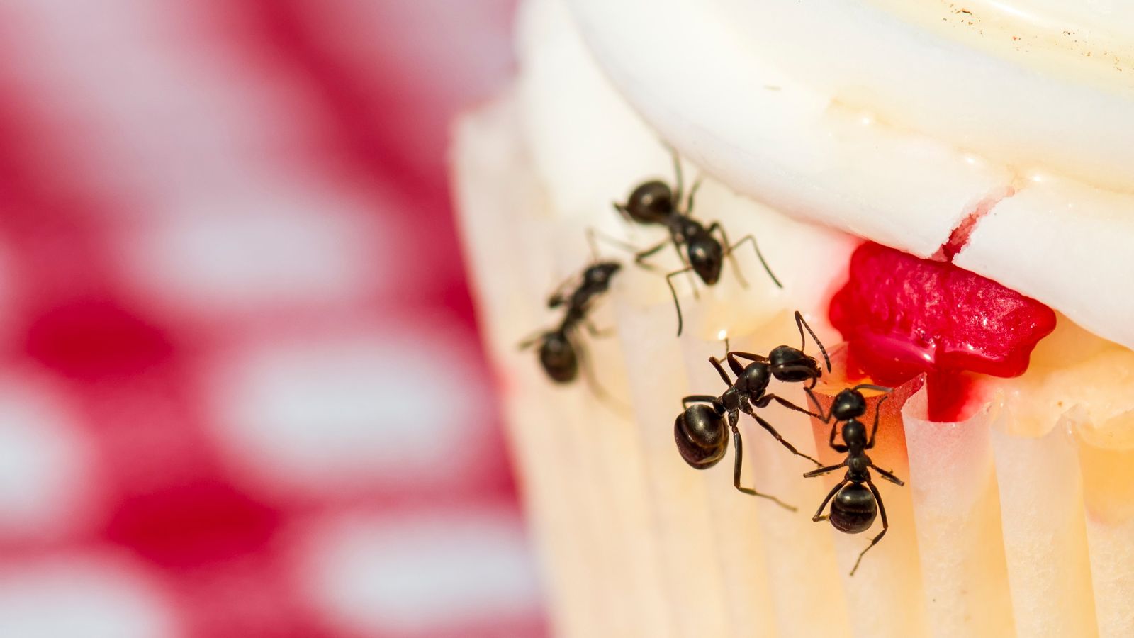 ants found cupcake and eating it