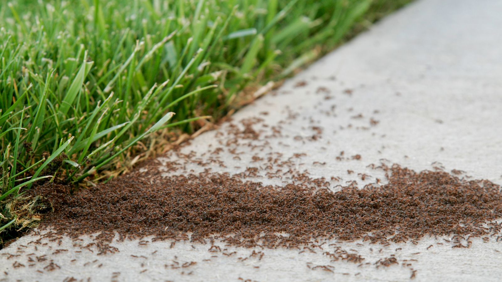 ants in the backyard on the sidewalk