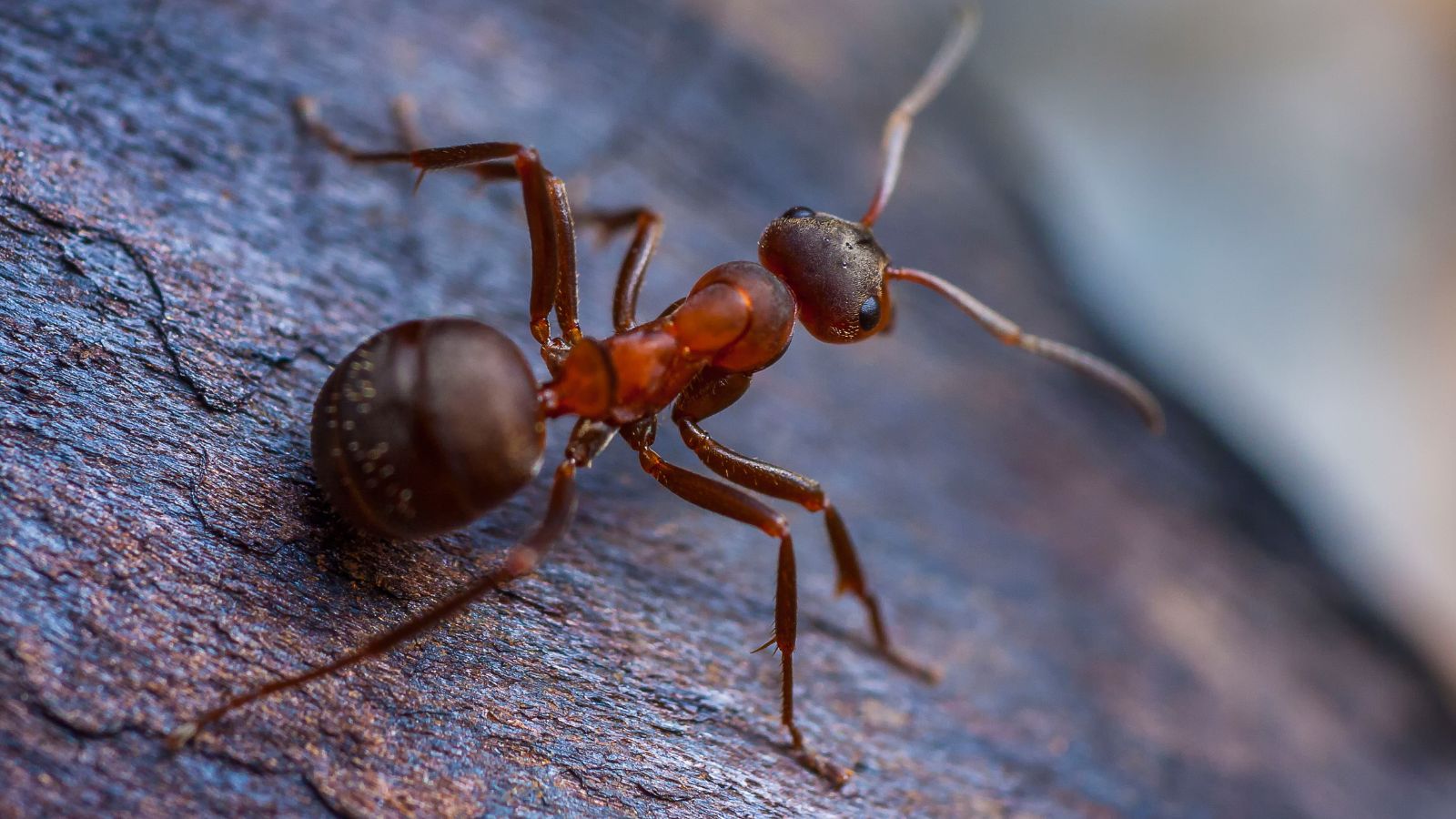 closeup back of the ant