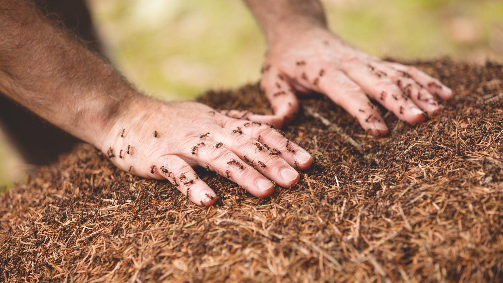 7 Safe Ways to Relocate an Ant Colony Without Harm